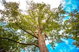 Best Tree Trimming and Pruning  in Melville, RI