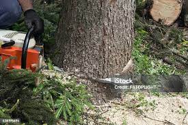 Melville, RI Tree Care Company