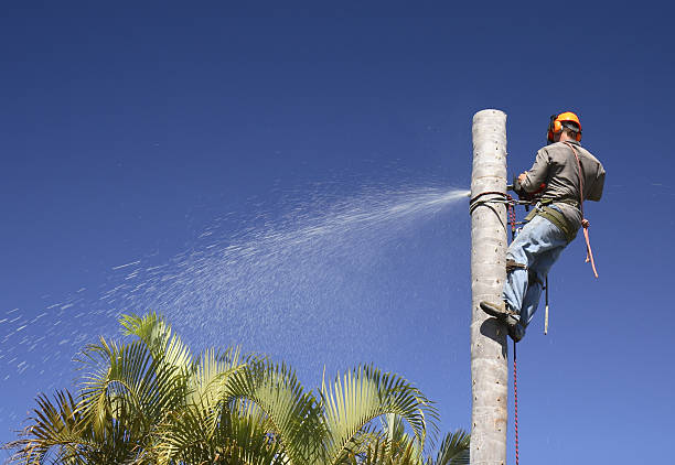 Best Tree Disease Treatment  in Melville, RI