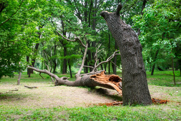Best Emergency Tree Removal  in Melville, RI