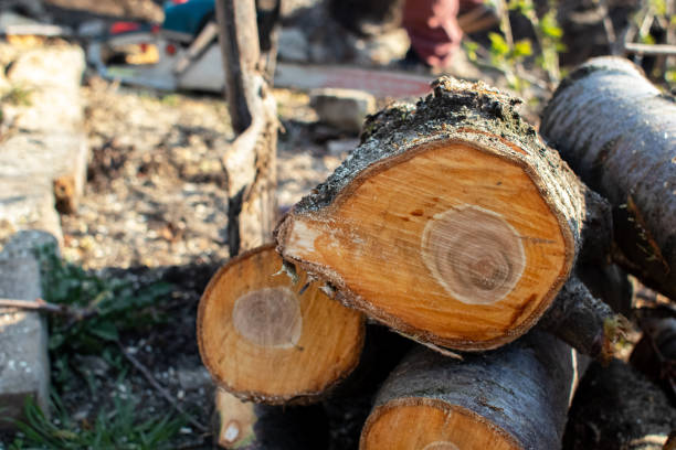 Best Tree Risk Assessment  in Melville, RI