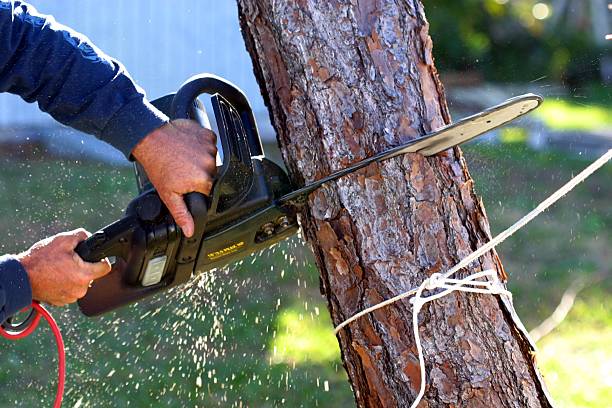 Best Tree Preservation Services  in Melville, RI