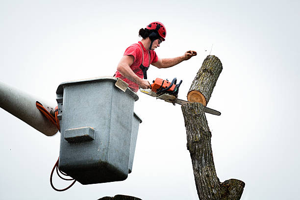 How Our Tree Care Process Works  in  Melville, RI