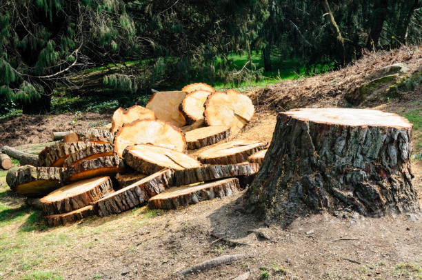 Best Tree Maintenance Programs  in Melville, RI